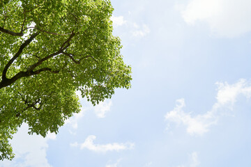 新緑と青空