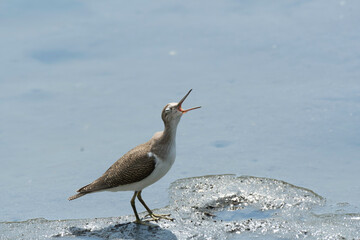 Common sandpiper crying on tidal flats
