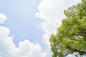 新緑と青空
