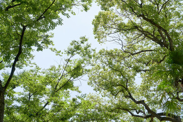 新緑と青空