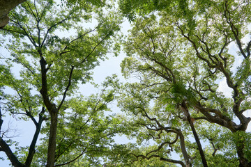 新緑と青空