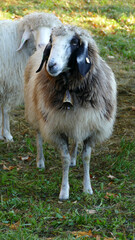 Herd of mountain sheep (Ovis aries) in high mountains
