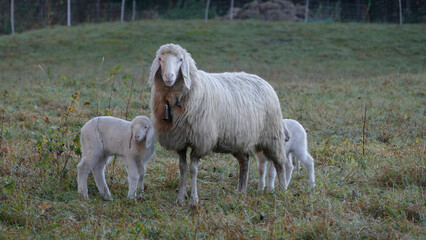 Obraz premium Herd of mountain sheep (Ovis aries) on mountain trail