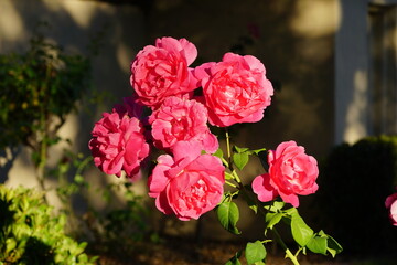 Bright pink roses in the sunlight