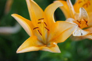 オレンジのユリの花びら