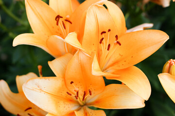 満開のオレンジ色のユリ