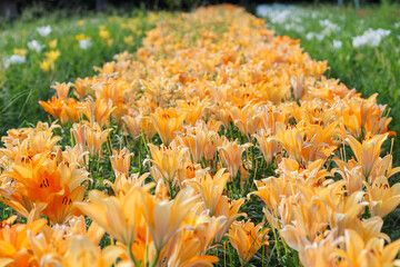 オレンジ色のユリの花畑