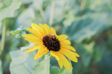 ハチがとまった大きなひまわり
