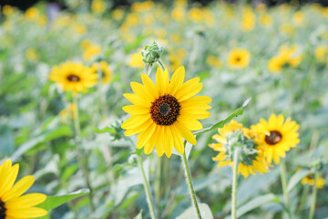 満開のヒマワリ畑