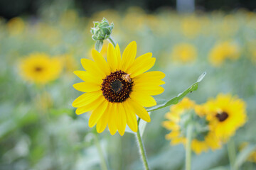 ハチがとまったヒマワリ
