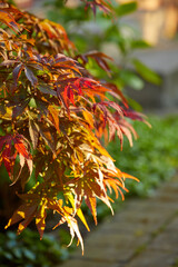 Colorful red and brown leaves from a tree or bush growing in a garden. Closeup of acer palmatum or japanese maple from the soapberry species of plants blooming and blossoming in nature during spring