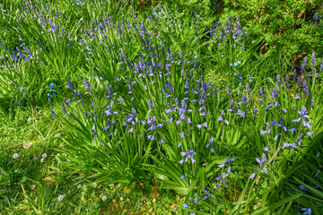 Cherry flowers. Bright Bluebell flowers growing in a garden outdoor on a sunny summer day. A vibrant lawn with purple plants blooming during spring. Beautiful lush foliage on a backyard lawn.