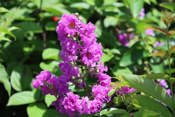 Cambodia. Lagerstroemia speciosa (giant crepe-myrtle, Queen's crepe-myrtle, banabá plant, or pride of India) is a species of Lagerstroemia native to tropical southern Asia