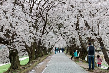 Leisure walk under a romantic archway of cherry blossom (Sakura) trees by Sewaritei river bank in Yawatashi, Kyoto Japan~ Hanami (admiring cherry blossoms) is a popular activity in Japan in springtime