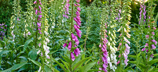 Common Foxglove flower plants or Digitalis purpurea growing and blooming in a botanical garden on a...