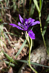 Purple iris flower growing in the forest
