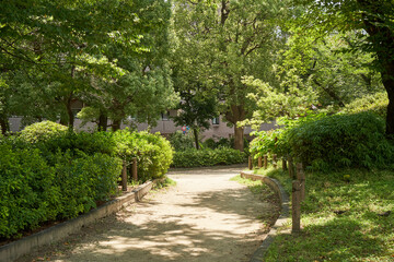 公園　道　散策