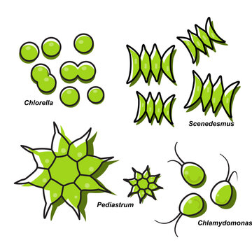 Microalgae are microscopic organisms that invisible to the naked eye.