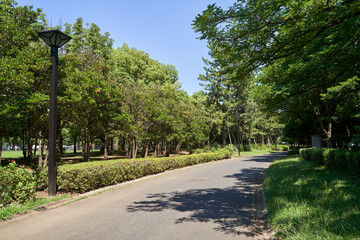 公園　道　散策