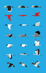 Various Bird Flying Sequence Cute Cartoon Vector Illustration Set Hornbill Ibis Heron Gull Stork Duck