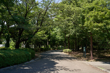 公園　道　散策