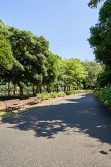 公園　道　散策