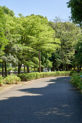 公園　道　散策