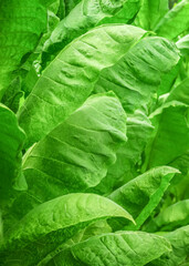 ripe green leaves of turkish tobacco grow in a tobacco farm. tobacco cultivation concept
