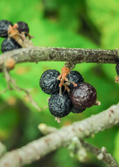 spoiled dry blackcurrant berries on a currant bush. currant diseases and currant cultivation concept