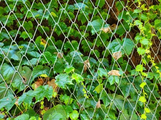 grass with dew drops