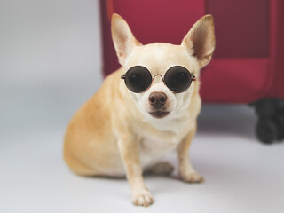  brown chihuahua dog wearing sunglasses sitting in front of pink  suitcase on white background. Traveling with animal  concept.