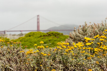 Yellow Flowers and Golden Gate Bridge San Francisco