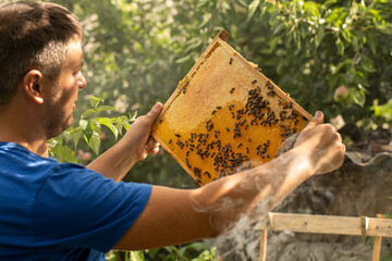 A man with a frame in his hands examines honeycombs with bees and honey. The beekeeper's work near...