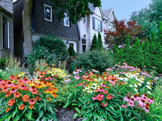 Home garden with large planting of coneflowers in various colors