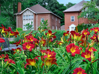 Fototapeta na wymiar Garden with red daylilies on a residential street