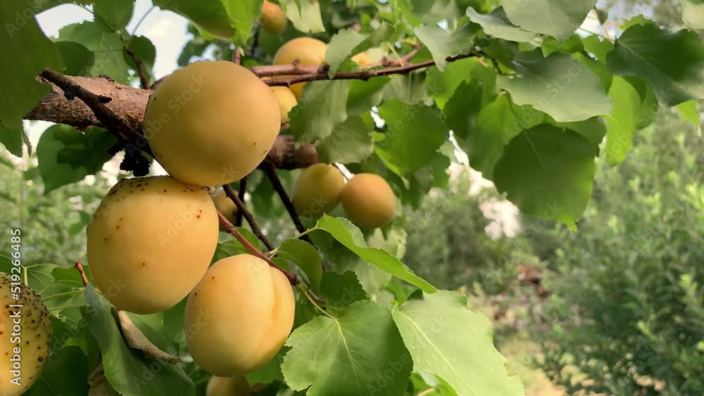 Poster apricots on apricot tree. summer fruits. ripe apricots on a tree branch. close up