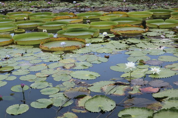 various and blooming water lily in the pond design for seasonal and travel concept