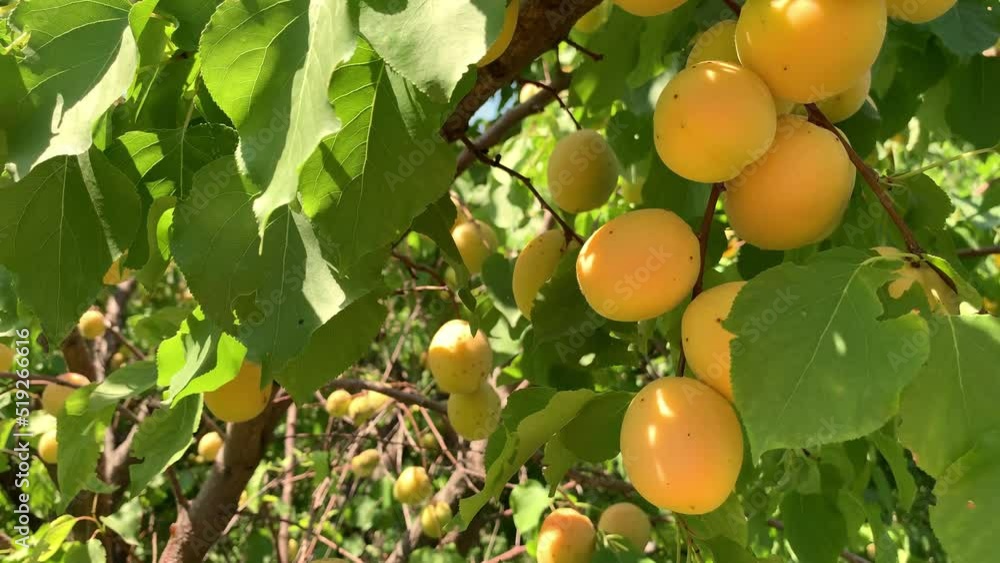 Poster apricots on apricot tree. summer fruits. ripe apricots on a tree branch. close up