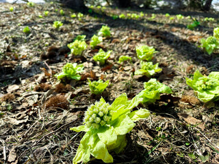 A messenger of spring, a bright green butterburs