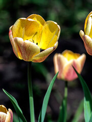 beautiful delicate yellow tulip in the garden, macro