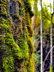 moss on tree