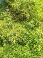 shady green bamboo tree leaves background in the morning sun