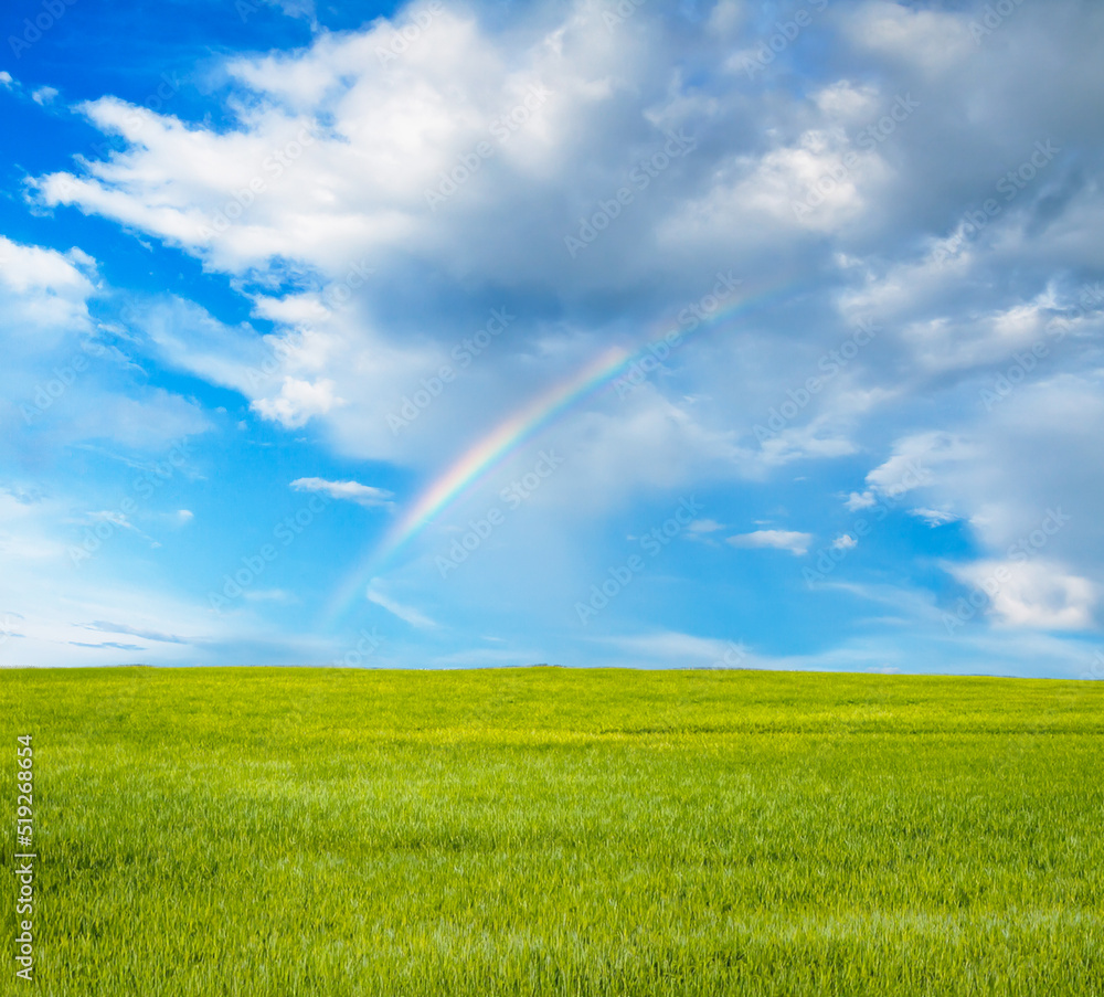 Wall mural beautiful summer fields