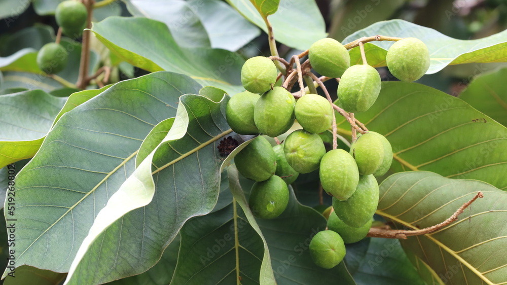 Wall mural raw fruit of chebulic myrobalans. bunch of fresh green fruit on a tree of myrolan wood (terminalia c