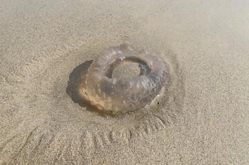 Jellyfish on sand beach. Selective focus, copy space