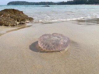 Jellyfish on sand beach. Selective focus, copy space