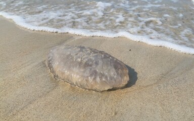 Jellyfish on sand beach. Selective focus, copy space