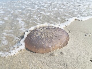 Jellyfish on sand beach. Selective focus, copy space