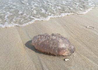 Jellyfish on sand beach. Selective focus, copy space