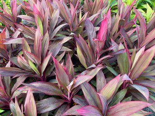 Cordyline fruticosa is an evergreen flowering plant Popular as a houseplant for its multicolored leaves, Cordyline fruticosa (Tiplant) is an evergreen shrub or small tree
